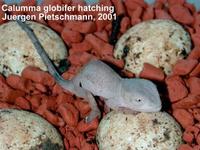 Calumma globifer