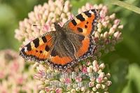 small tortoiseshell ( Nymphalis urticae ) stock photo