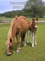 New Forest Mare and Foal , Stoney Cross , Hampshire , England stock photo