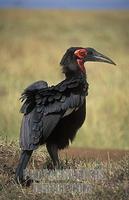 Ground hornbill , Bucorvus leadbeateri , Maasai Mara National Reserve , Kenya stock photo