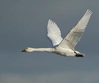 Bewick's Swan   Cygnus columbianus