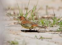 Chesnut bunting C20D 03080.jpg