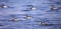 검은목논병아리 Eared Grebe Podiceps nigricollis