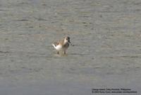 Terek Sandpiper Xenus cinereus