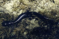 : Aneides flavipunctatus; Black Salamander