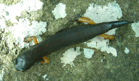 : Bolitoglossa flavimembris