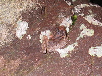 : Craugastor rupinius