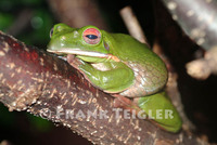 : Litoria infrafrenata; White-lipped Tree Frog