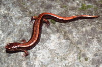 : Plethodon vehiculum; Western Red-backed Salamander