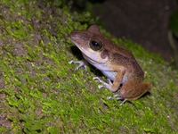 : Pristimantis gaigeae