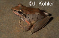 : Pristimantis samaipatae