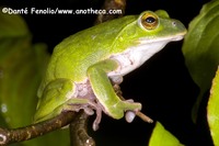: Rhacophorus schlegelii; Schlegel's Green Tree Frog