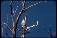 : Colaptes auratus cafer; Red-shafted Northern Flicker