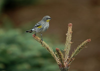 : Dendroica coronata; Audubon's Warbler