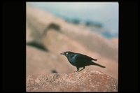 : Euphagus cyanocephalus; Brewer's Blackbird