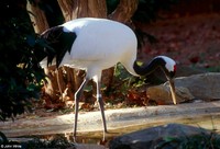 : Grus japonensis; Red-crowned Crane