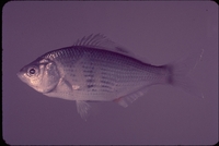 : Cymatogaster aggregata; Shiner Surfperch