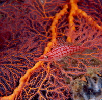 : Oxycirrhites typus; Longnose Hawkfish