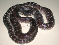 : Bungarus caeruleus; Indian Krait