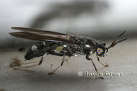 : Hermetia illucens; Black Soldier Fly