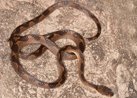 : Leptodeira annulata; Culebra-ojo De Gato Bandada