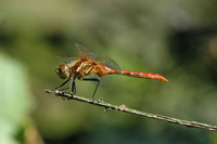 : Sympetrum pallipes; Striped Meadowhawk