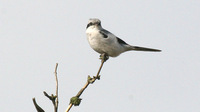 Great Grey Shrike Lanius excubitor