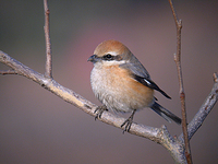 때까치 Lanius bucephalus | bull-headed shrike