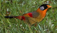 Silver-eared Mesia by Adrian O'Neill