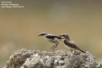 북방사막딱새[Northen Wheatear]