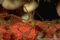 Stenorhynchus seticornis - Yellowline Arrow Crab