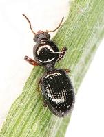 Dyschiriodes chalceus