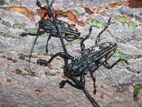 Steirastoma histrionicum