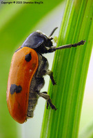 Clytra quadripunctata