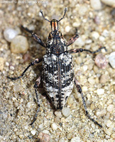 Coniocleonus hollbergii