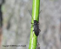 Allecula rhenana