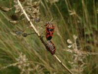 Eurydema ornata