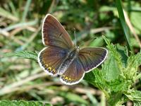 Polyommatus thersites - Chapman's Blue