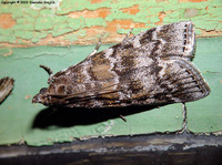 Dioryctria sylvestrella
