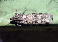 Dioryctria sylvestrella