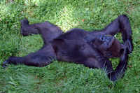 Western lowland gorilla (Gorilla gorilla gorilla)