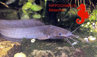 Clarias buettikoferi, :