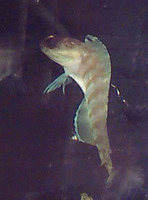 Opistognathus macrognathus, Banded jawfish: aquarium