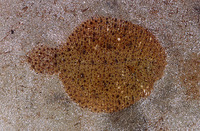 Achirus lineatus, Lined sole: