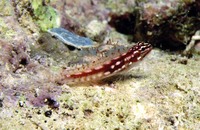 Eviota prasites, Prasites pygmy goby: