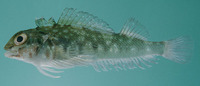 Helcogramma obtusirostre, Hotlips triplefin: