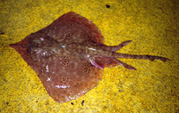 Dipturus polyommata, Argus skate: