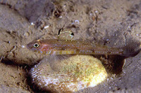 Deltentosteus quadrimaculatus, Four-spotted goby: