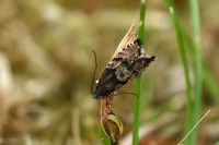 Cydia strobilella - Spruce Seed Moth