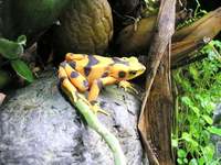 Atelopus zeteki